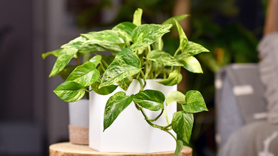 Salon bitkileri ve çiçekleri nelerdir?