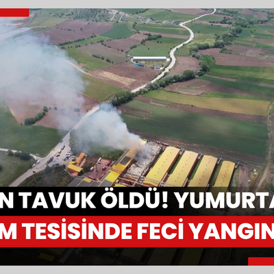 150 bin tavuk öldü! Ankara'da yumurta üretim tesisinde feci yangın!