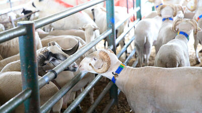 Kurbanlıklar için kist uyarısı!