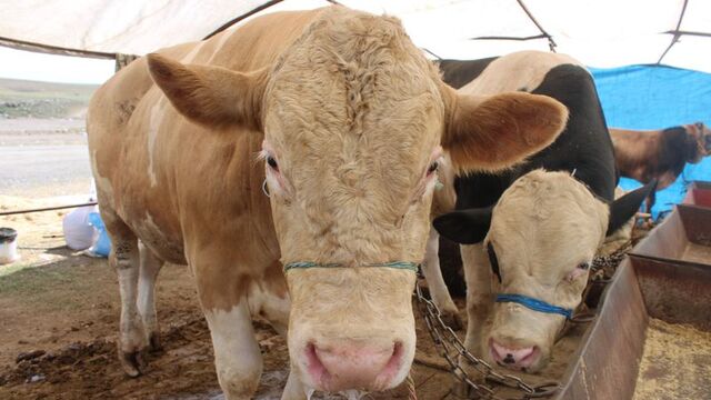 Sokakta kurban kesip atıkları gömmenin cezası belli oldu!