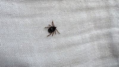 Keneden ölümler artıyor