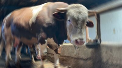 Boynuz darbesi ölüme yol açtı!