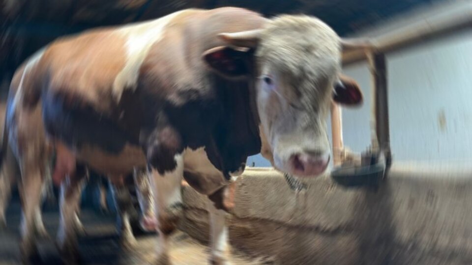 Boynuz darbesi ölüme yol açtı!