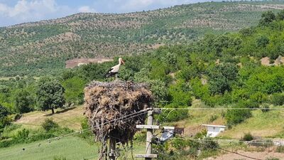 Mahalleli istedi, leylekler için yeri değiştirildi