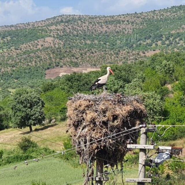 Mahalleli istedi, leylekler için yeri değiştirildi