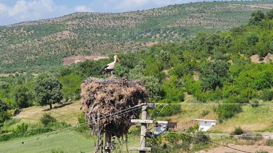 Mahalleli istedi, leylekler için yeri değiştirildi