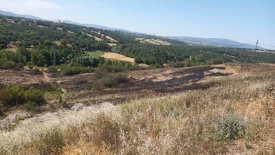 Karga yangın çıkardı