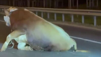 Kamyonetten atlayan kurbanlık dananın ayağı kırıldı