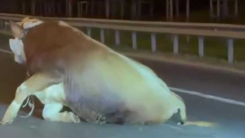 Kamyonetten atlayan kurbanlık dananın ayağı kırıldı