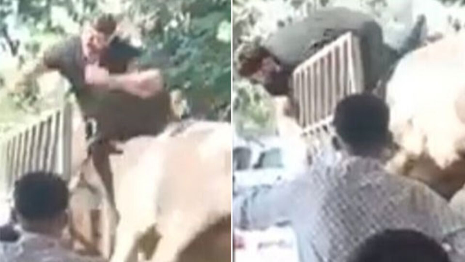 O anlar kamerada! Boğa kasabı boynuzlarıyla savurdu