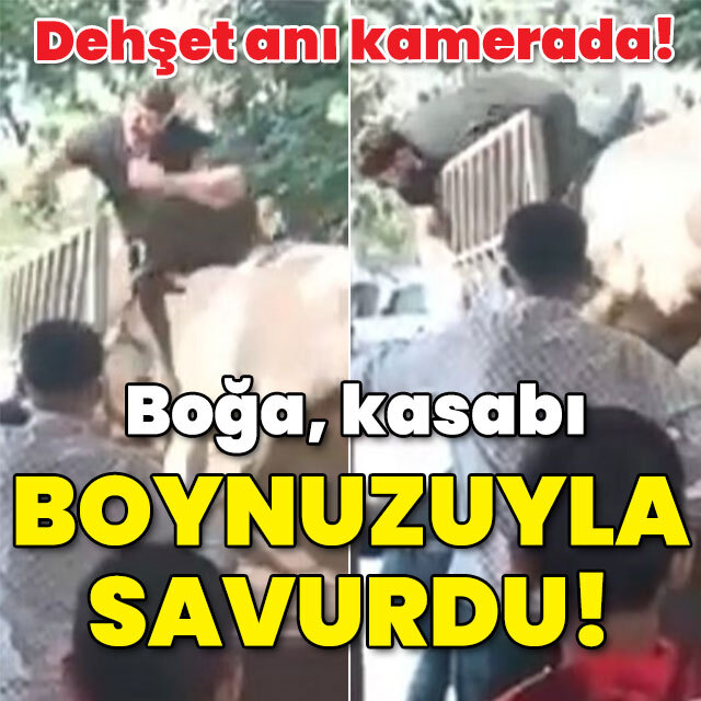 O anlar kamerada! Boğa kasabı boynuzlarıyla savurdu