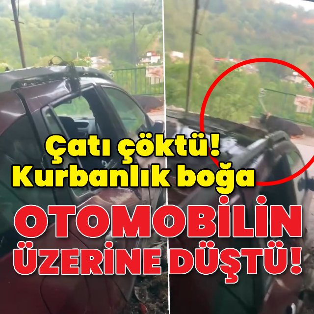 Çatı çöktü! Kurbanlık boğa, otomobilin üzerine düştü!