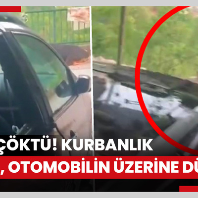 Kurbanlık boğa çıktığı garaj çatısı çökünce otomobilin üzerine düştü