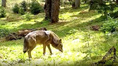 Kurt türlerinin en büyüğü fotokapana yakalandı!