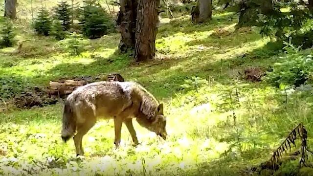 Kurt türlerinin en büyüğü fotokapana yakalandı!