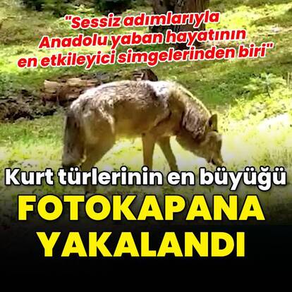 Kurt türlerinin en büyüğü fotokapana yakalandı!