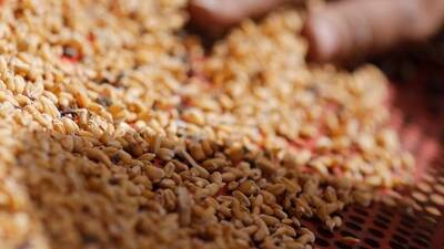 Küresel gıda fiyatları mayısta düştü