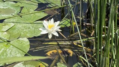 Görenleri büyülüyor