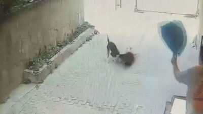 İstanbul'da pitbull cinsi köpeğin saldırdığı 7 yaşındaki erkek çocuk yaralandı