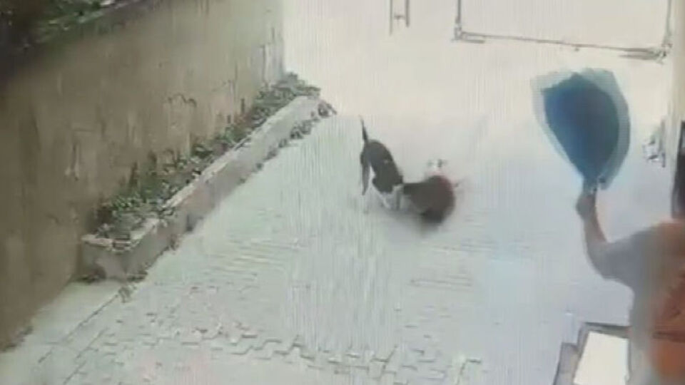 İstanbul'da pitbull cinsi köpeğin saldırdığı 7 yaşındaki erkek çocuk yaralandı