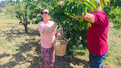Kiraz hasadına katıldı