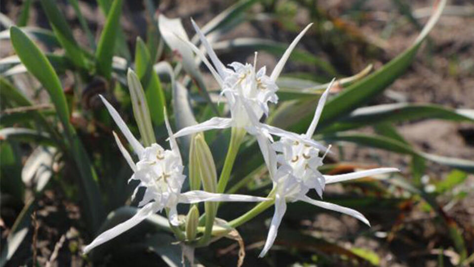 Samsun'da çoğaldı! Nesli tehlikede