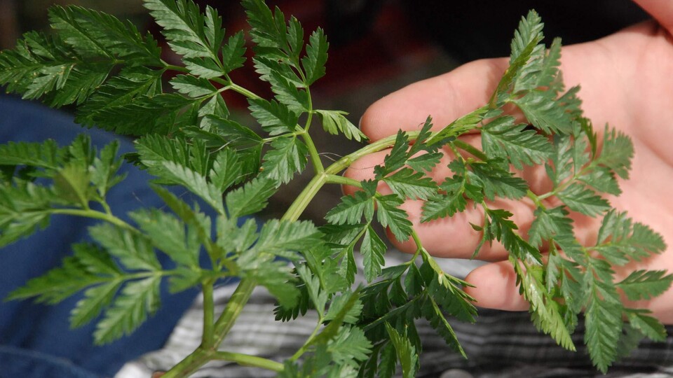 Yaprakları maydanoza benziyor! Zehirli baldıran otuna dikkat!