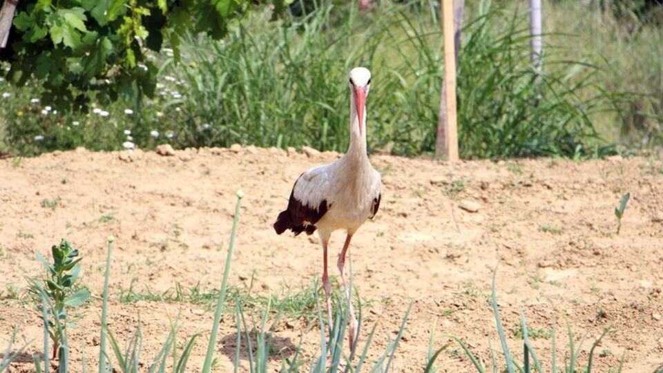 Yaralı leylek Pamuk'a sahip çıktılar