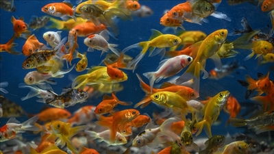 Mucize gibi! Çocukları böyle etkiliyor