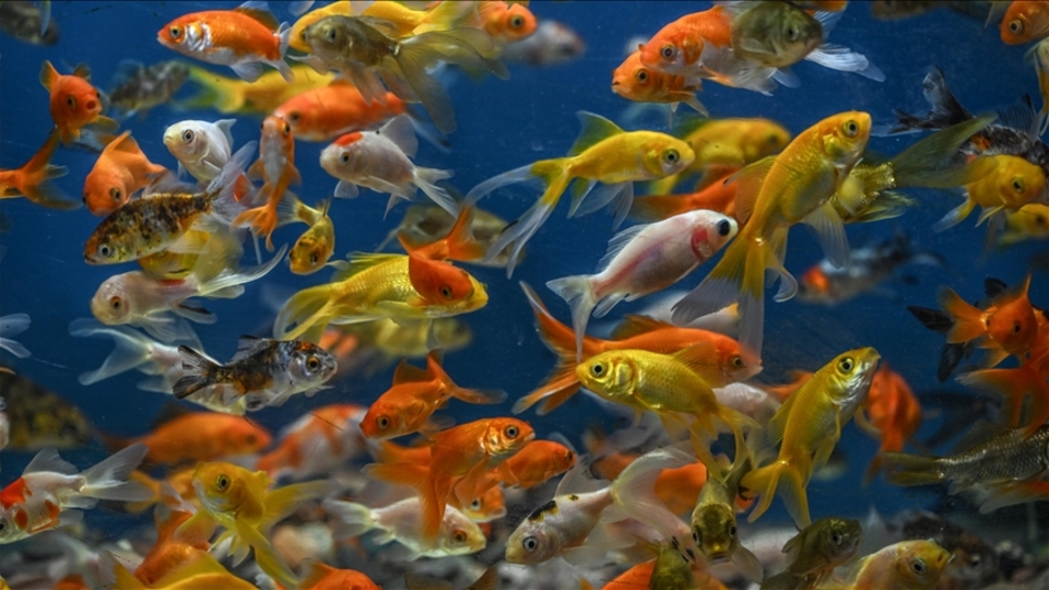 Mucize gibi! Çocukları böyle etkiliyor