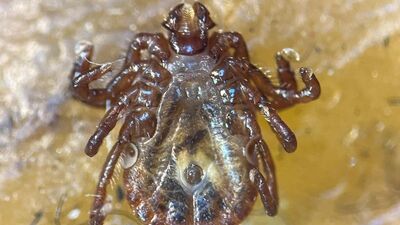 Uzak Doğu kökenli ve istilacı... 56. tür olarak kayıtlara geçti!