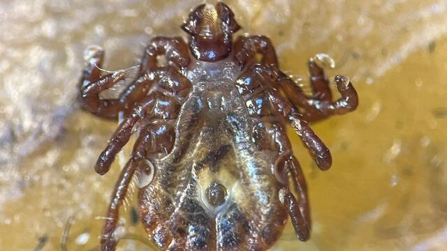 Uzak Doğu kökenli ve istilacı... 56. tür olarak kayıtlara geçti!