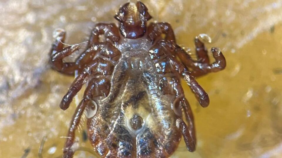 Uzak Doğu kökenli ve istilacı... 56. tür olarak kayıtlara geçti!