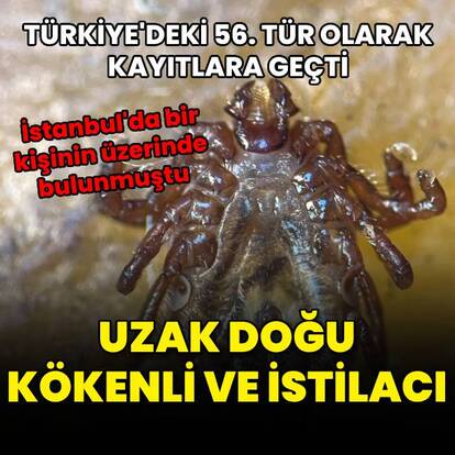 Uzak Doğu kökenli ve istilacı... 56. tür olarak kayıtlara geçti!
