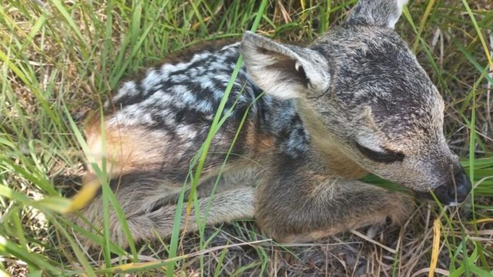 Tarlada bulunan yavru karaca annesine kavuştu