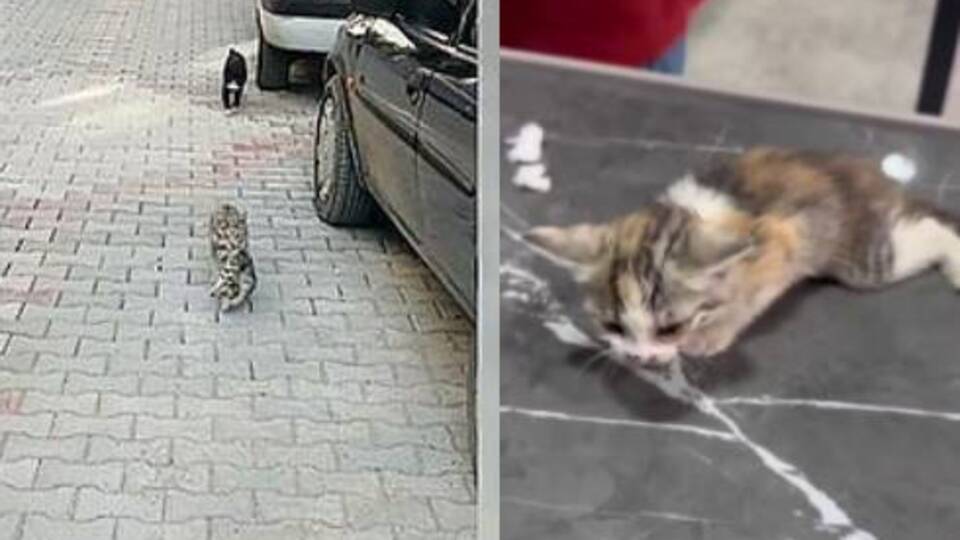 Yavrusunu alıp veterinere böyle götürdü