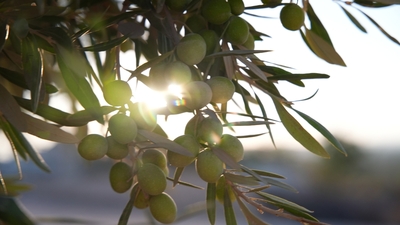 Karaciğere iyi gelen 5 besin hangileri?