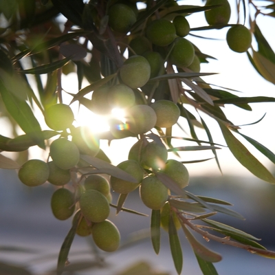 Karaciğere iyi gelen 5 besin hangileri?