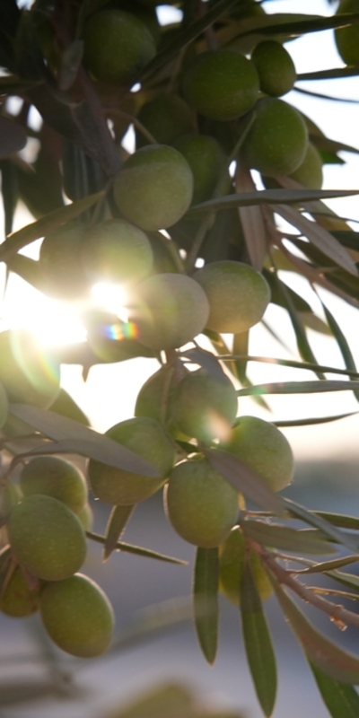 Karaciğere iyi gelen 5 besin hangileri?