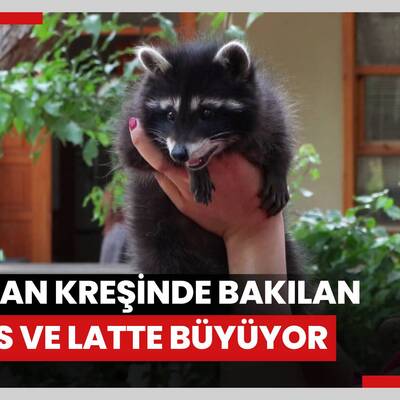 Hayvan kreşinde bakılan Venüs ve Latte büyüyor