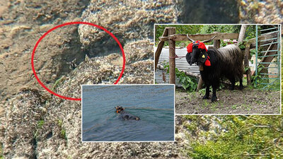 50 kilometre kaçtı... Kayalıkta mahsur kaldı! 18 gün kayboldu! Ferdinand-2!