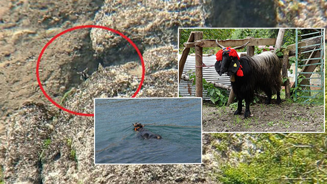 50 kilometre kaçtı... Kayalıkta mahsur kaldı! 18 gün kayboldu! Ferdinand-2!