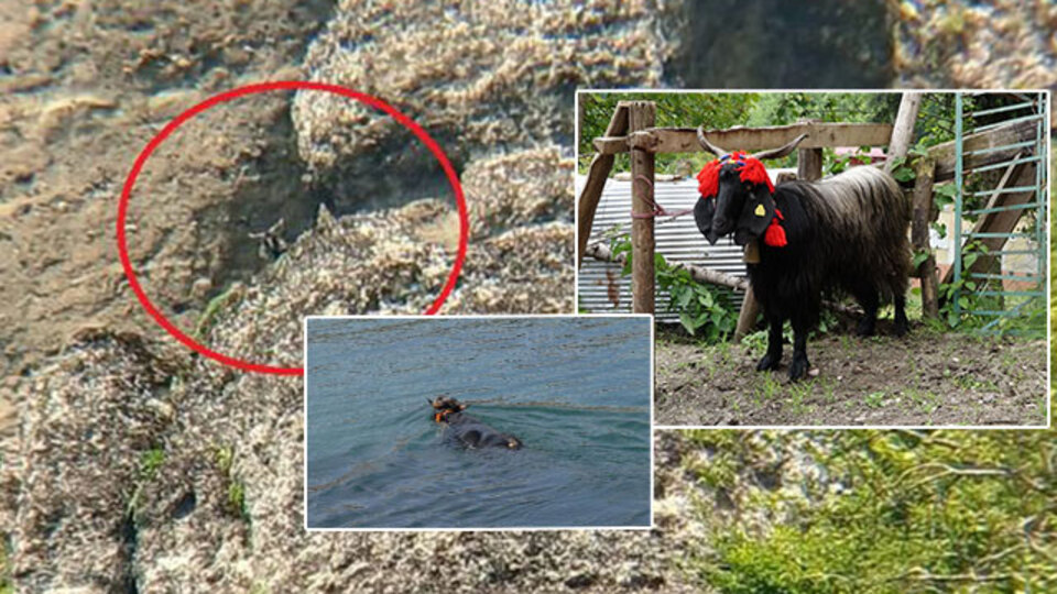 50 kilometre kaçtı... Kayalıkta mahsur kaldı! 18 gün kayboldu! Ferdinand-2!