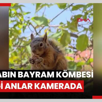 Sincabın bayram kömbesi yediği anlar kamerada