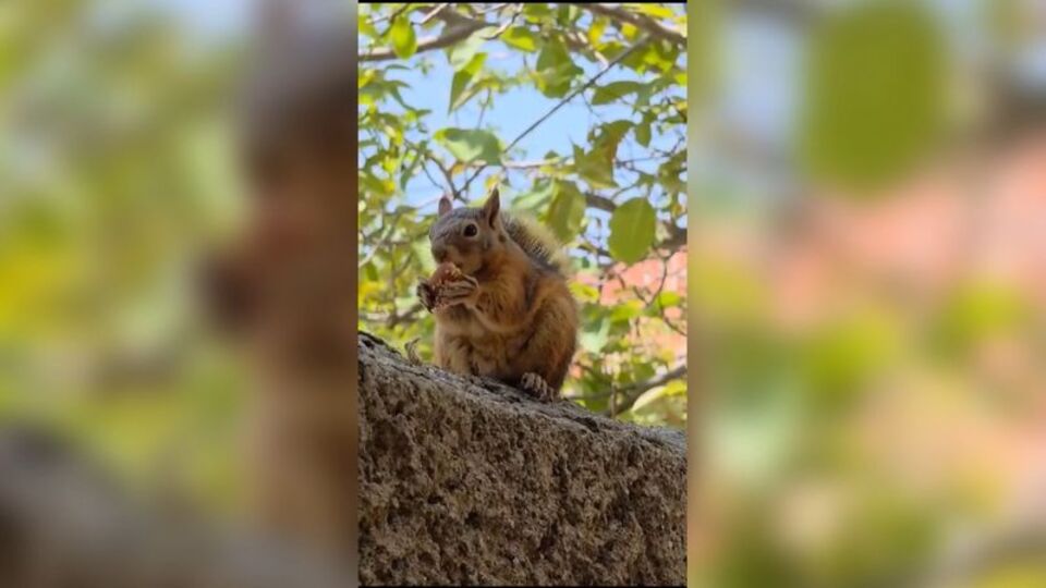 Sincabın bayram kömbesi yediği anlar kamerada