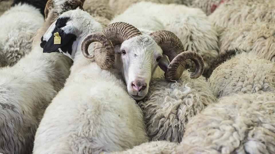 3 milyonun üzerinde kurbanlık satıldı