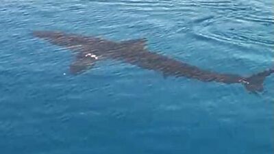 Muğla'da köpek balığı sürprizi