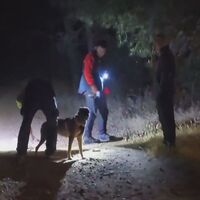 Pendik’te ormana girdi ve ardından kayboldu! | Son dakika haberleri