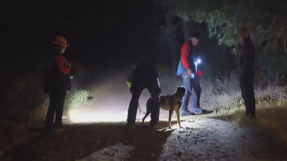 Pendik'te ormana girdi ve ardından kayboldu!