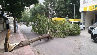 Rüzgar ağacı devirdi: 2 yaralı